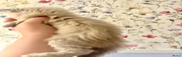 Ragdoll cats for sale: Marvellous mink babies  - Advert 7