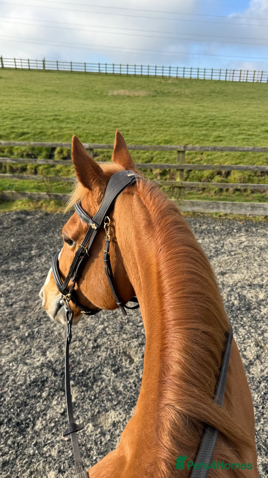 English Thoroughbred horses for sale: 15.3 tb gelding   - Advert 9