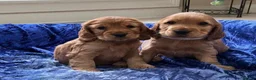 Cocker Spaniel dogs for sale: Stunning Showtype Cocker spaniel puppies in Ashton-under-Lyne - Advert 2