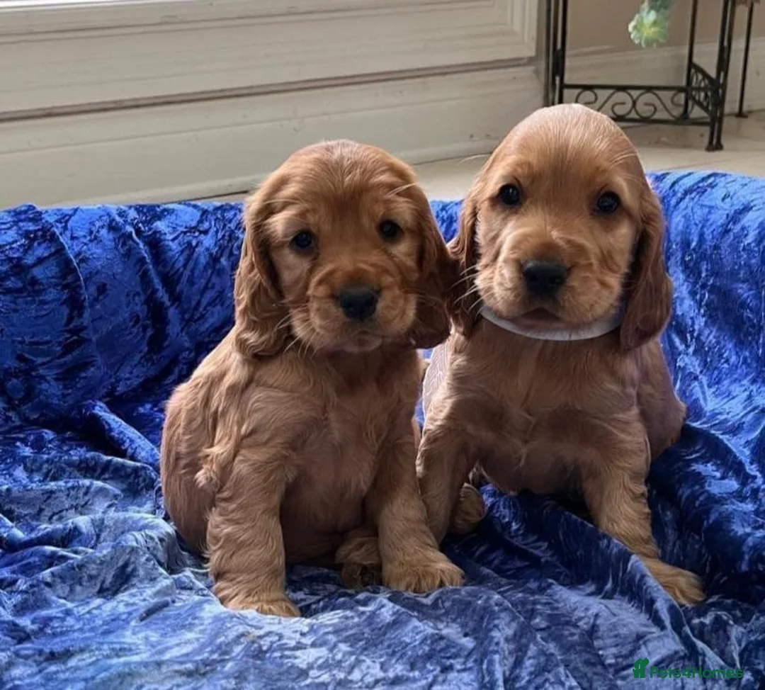 Cocker Spaniel dogs for sale: Stunning Showtype Cocker spaniel puppies in Ashton-under-Lyne - Advert 2