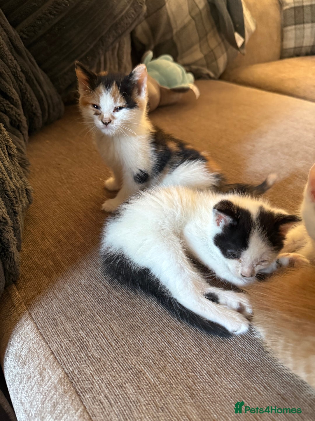 British Shorthair cats for sale: Stunning colour litter of kittens  - Image 14