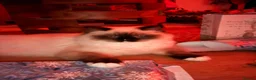 Ragdoll cats for sale: Active pedigree ragdoll queen, TICA  - Advert 7