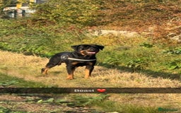 Rottweiler dogs for stud: Rottweiler Male For Stud - Image 1