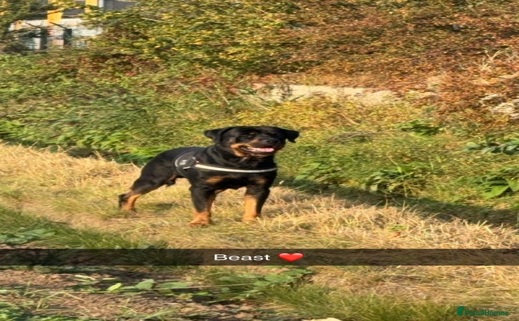 Rottweiler dogs - Advert 15