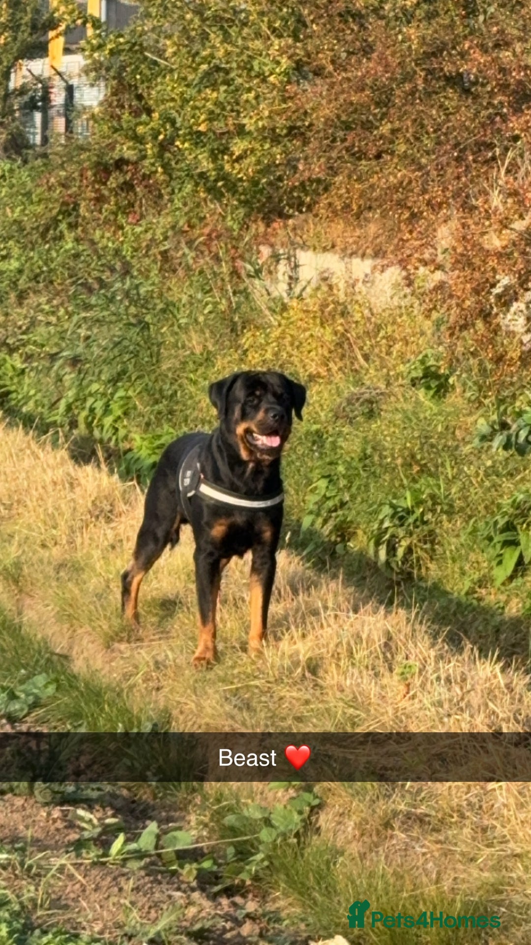 Rottweiler dogs for stud: Rottweiler Male For Stud - Image 1