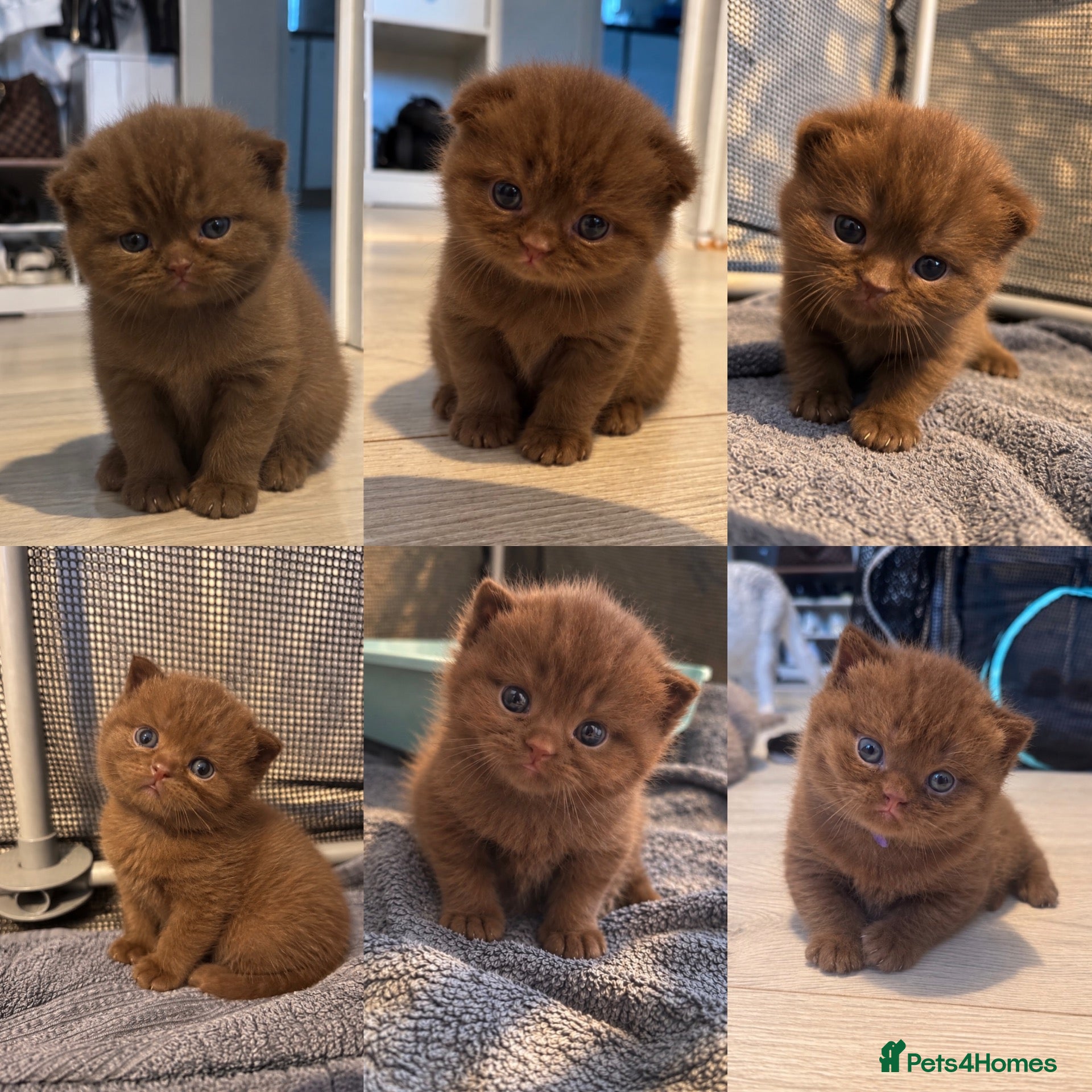 British Shorthair cats 🍫Beautiful Chocolate British Shorthair Kittens🍫 - Advert 1