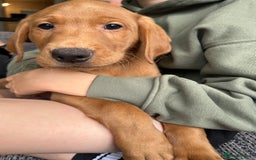 Labrador Retriever dogs for sale: Outstanding dark fox red Lab pups from FTCH lines - Image 2