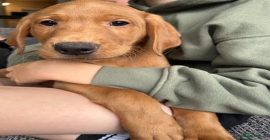 Labrador Retriever dogs - Advert 5