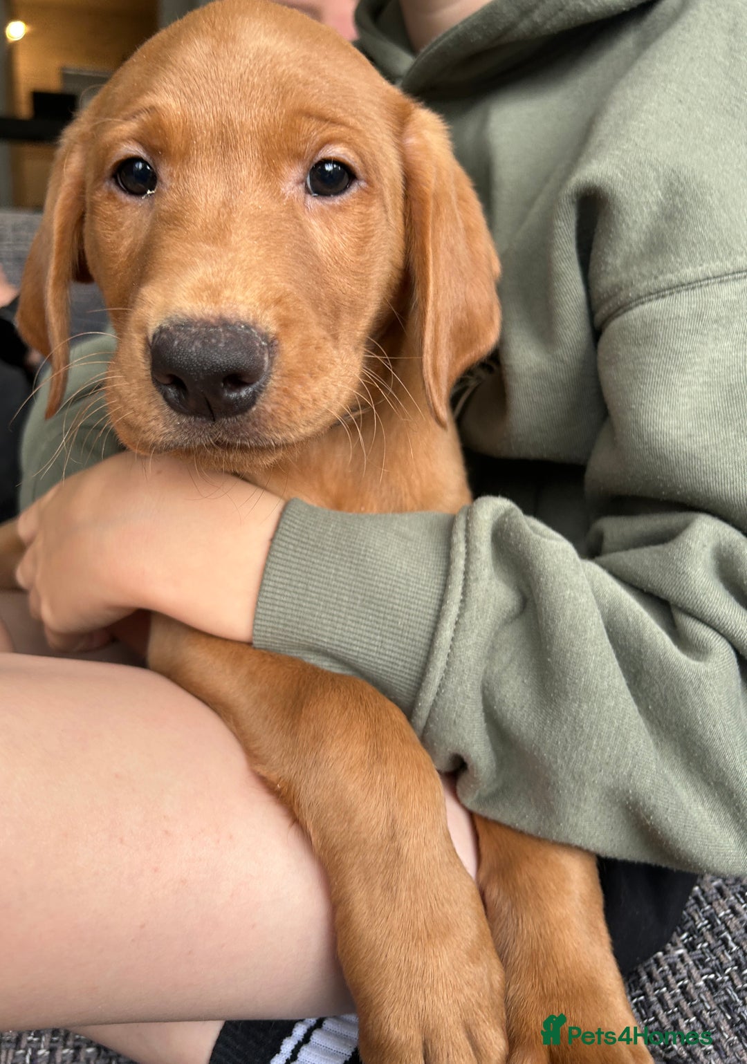 Labrador Retriever dogs for sale: Outstanding dark fox red Lab pups from FTCH lines - Image 2