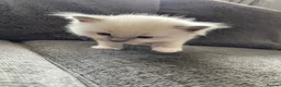 Ragdoll cats for sale: 🐾 GCCF Ragdoll Kittens🐾 READY TO LEAVE - Advert 25