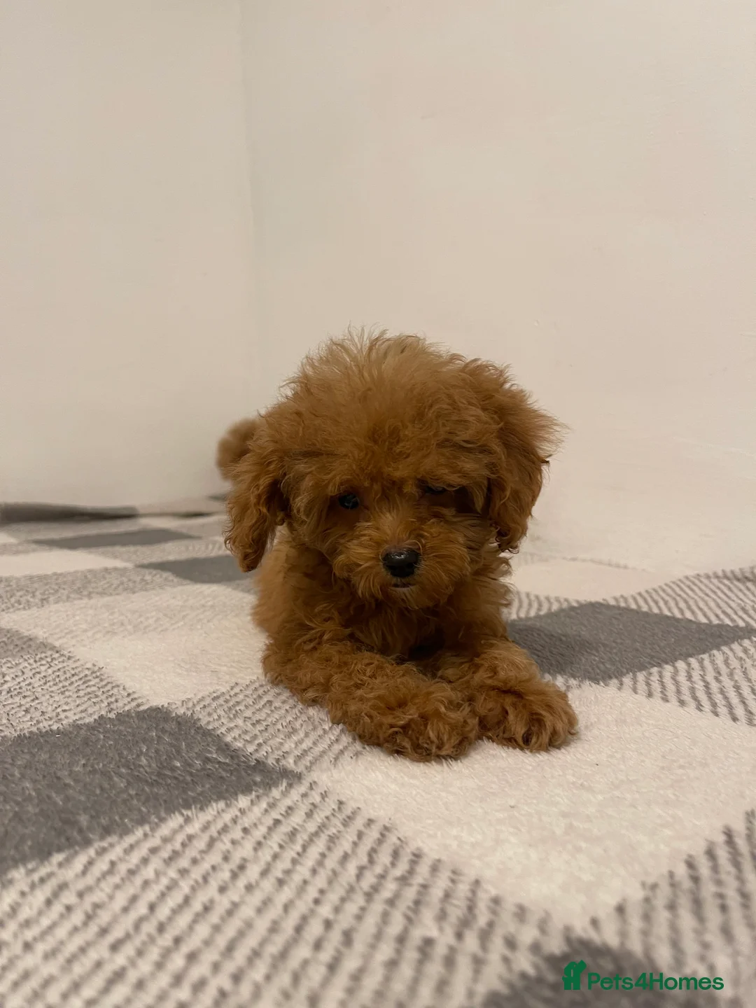 Cavapoo dogs for sale: Beautiful Cavapoo Puppies – Ready for Loving Homes - Advert 9