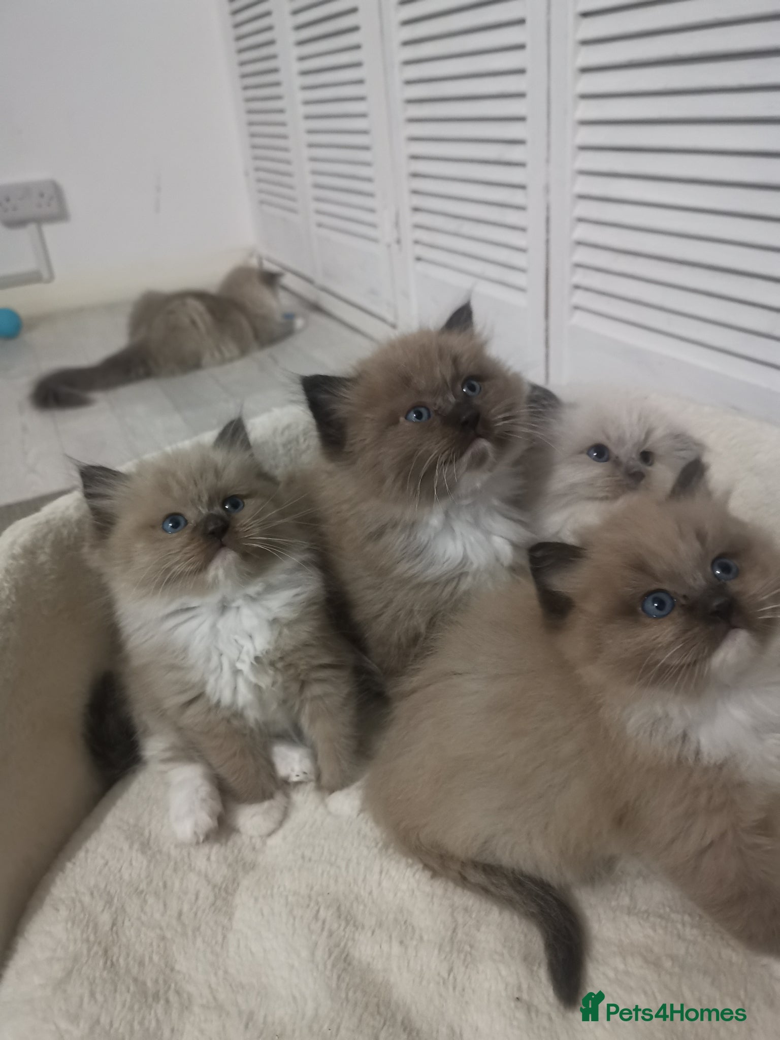 Ragdoll cats Stunning TICA Ragdoll Kittens Mink Sepia Cherubim - Advert 12