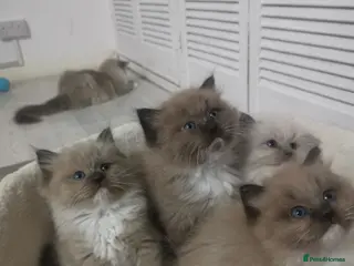 Ragdoll cats Stunning TICA Ragdoll Kittens Mink Sepia Cherubim - Advert 12