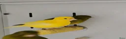 Canaries birds for sale: Stunning Fife & Gloster Canaries (pet or breeding) - Advert 11