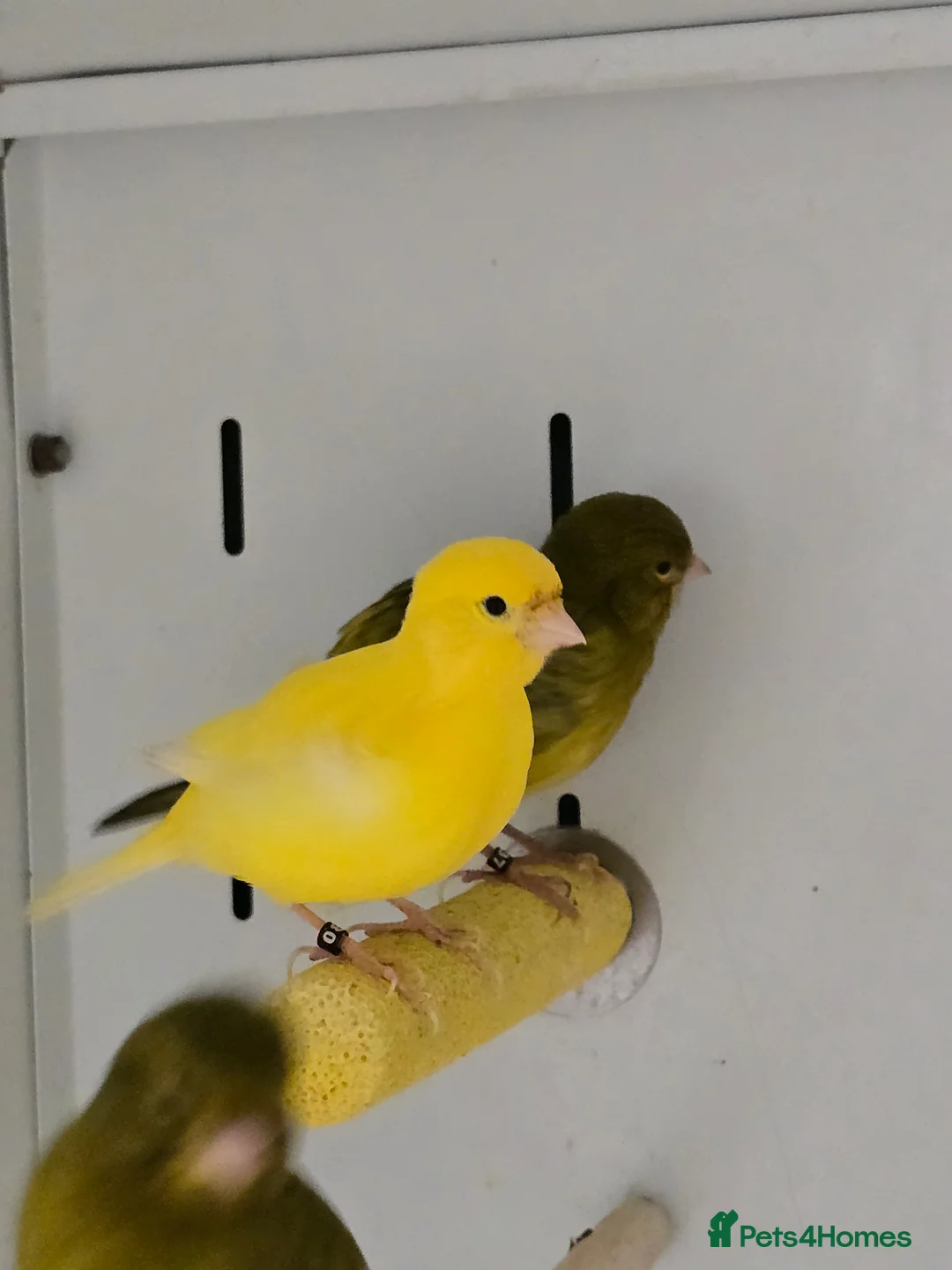 Canaries birds for sale: Stunning Fife & Gloster Canaries (pet or breeding) - Advert 11