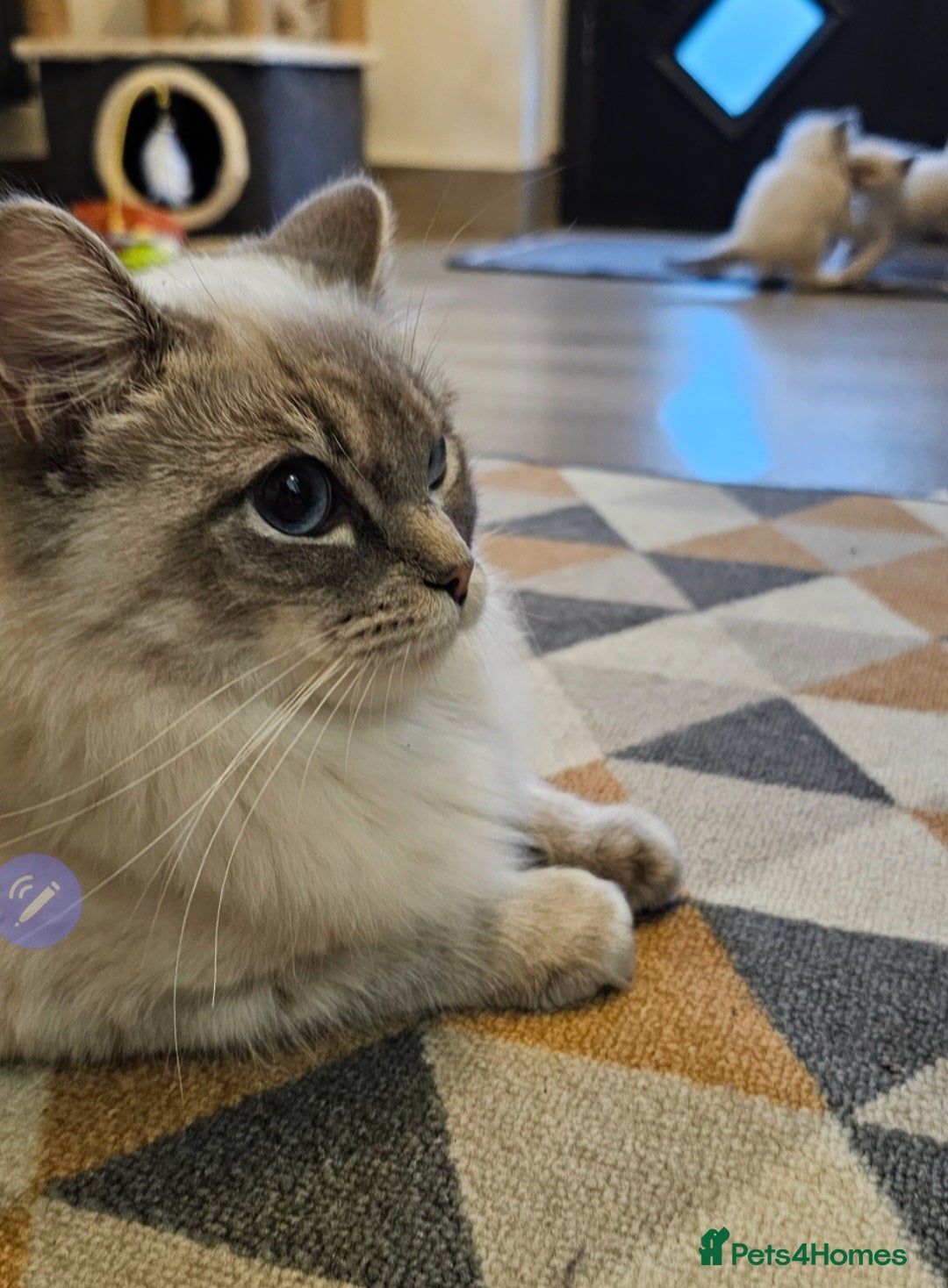 Ragdoll cats for sale: Stunning ragdoll kittens  - Advert 1