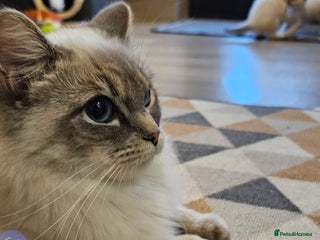 Ragdoll cats Stunning ragdoll kittens - Advert 6