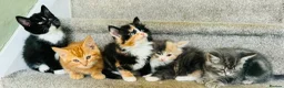 Mixed Breed cats for sale: Maine coon cross kittens  - Advert 3