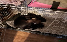 Mixed Breed dogs for sale: Staff x cockapoo puppies  - Image 13