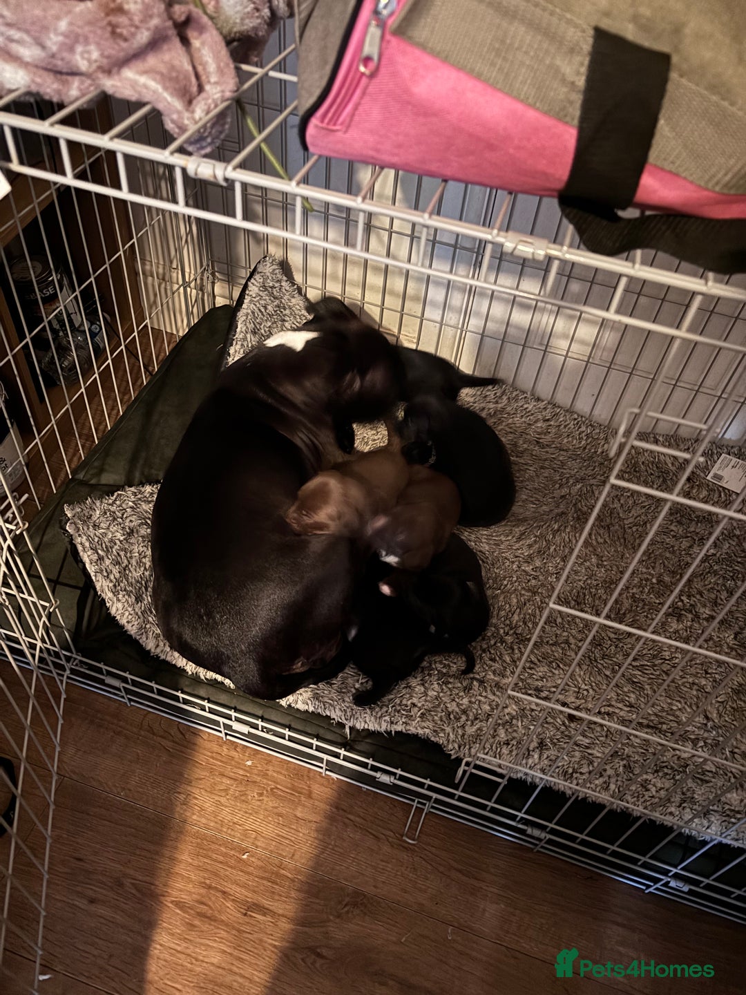 Mixed Breed dogs for sale: Staff x cockapoo puppies  - Image 13