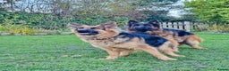 German Shepherd dogs for sale: Puppies - Long hair/Straight back German Shepherd - Advert 22