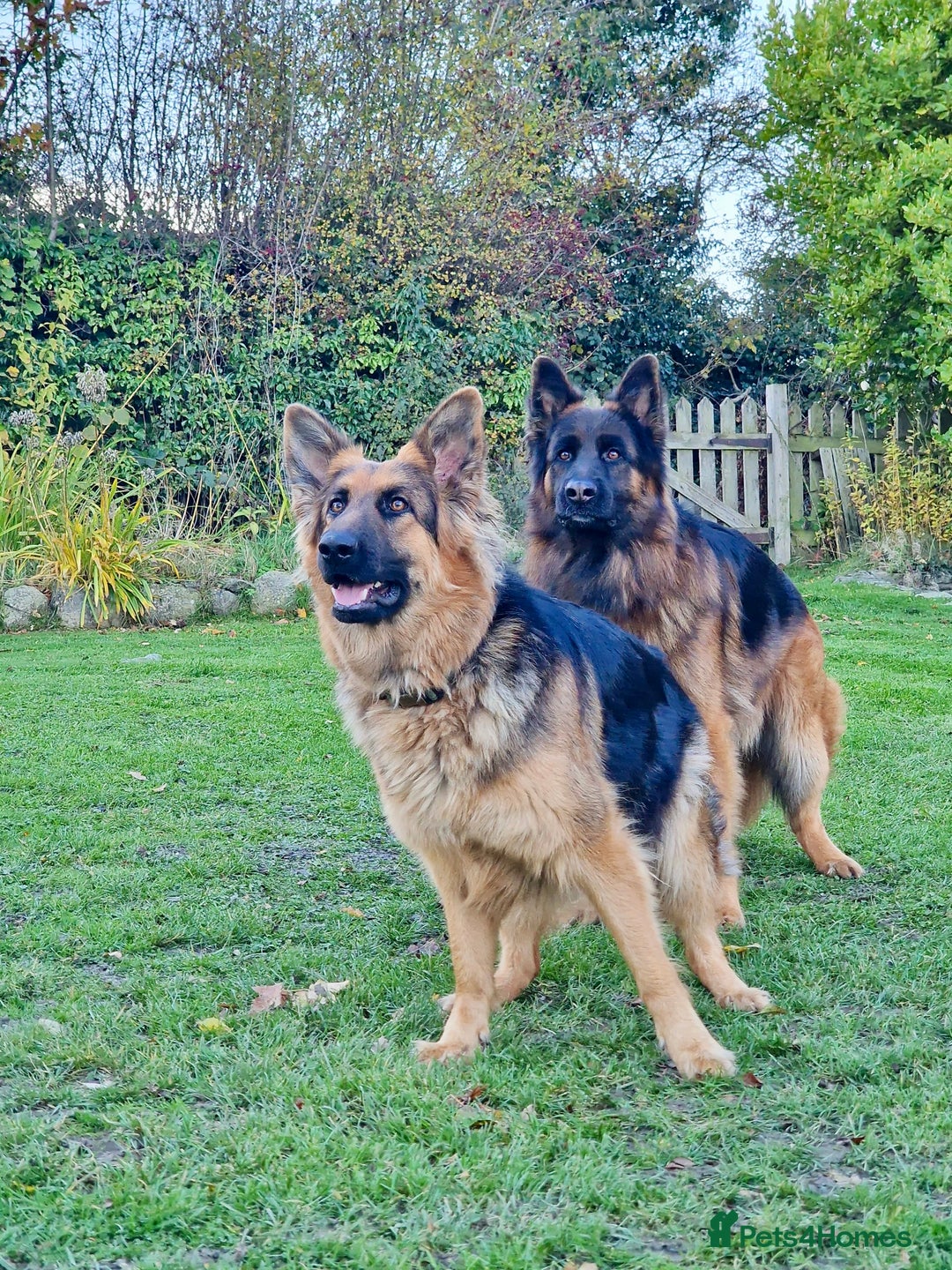 German Shepherd dogs for sale: Puppies - Long hair/Straight back German Shepherd - Advert 22