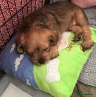 Mixed Breed dogs Beautiful Little Frocker female ready now - Advert 4