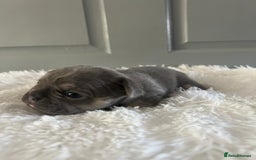 French Bulldog dogs for sale: french bulldog puppies in Manchester - Image 14