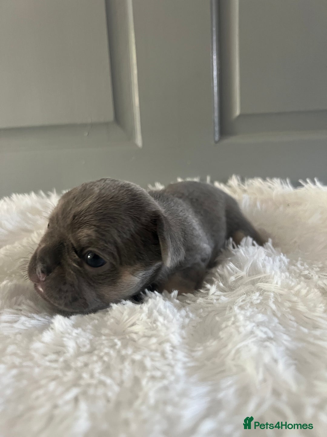 French Bulldog dogs for sale: french bulldog puppies in Manchester - Image 14