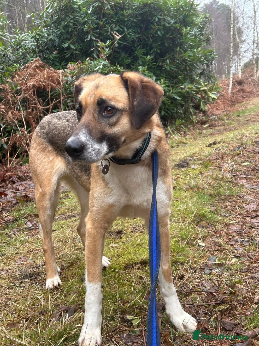 Mixed Breed dogs for adoption: Teddy - Norwich Norfolk  in Norwich - Image 18