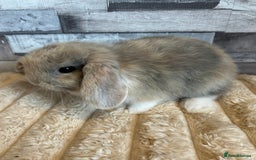Mini Lop rabbits for sale: ⭐️Pure Breed Holland lops⭐️ - Image 8