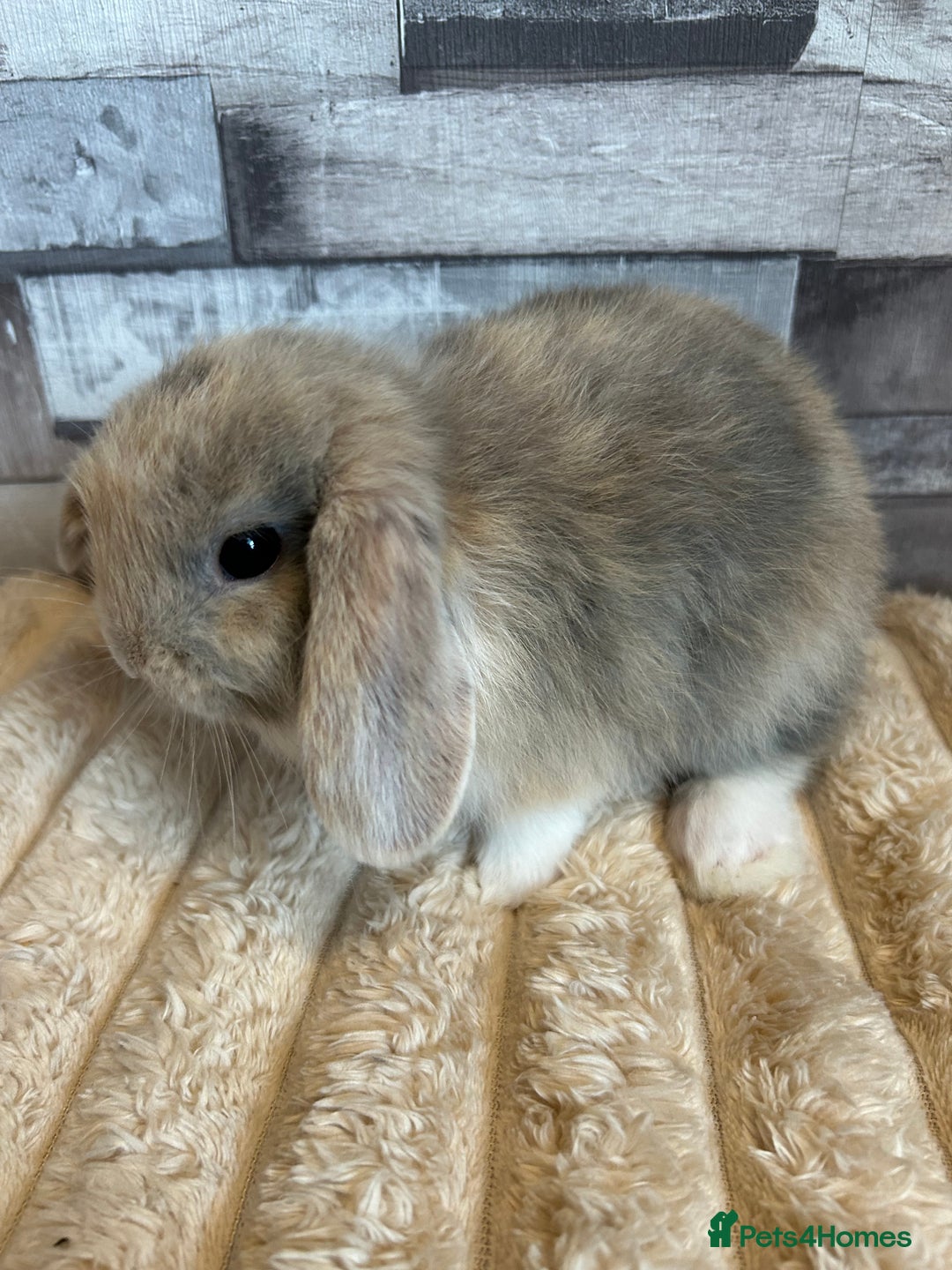 Mini Lop rabbits for sale: ⭐️Pure Breed Holland lops⭐️ - Image 8