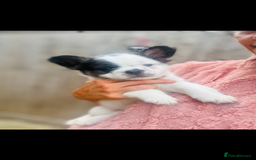 French Bulldog dogs for sale: Full Fluffy KC French bulldog Pupps 2 boys 1 girl  - Image 5