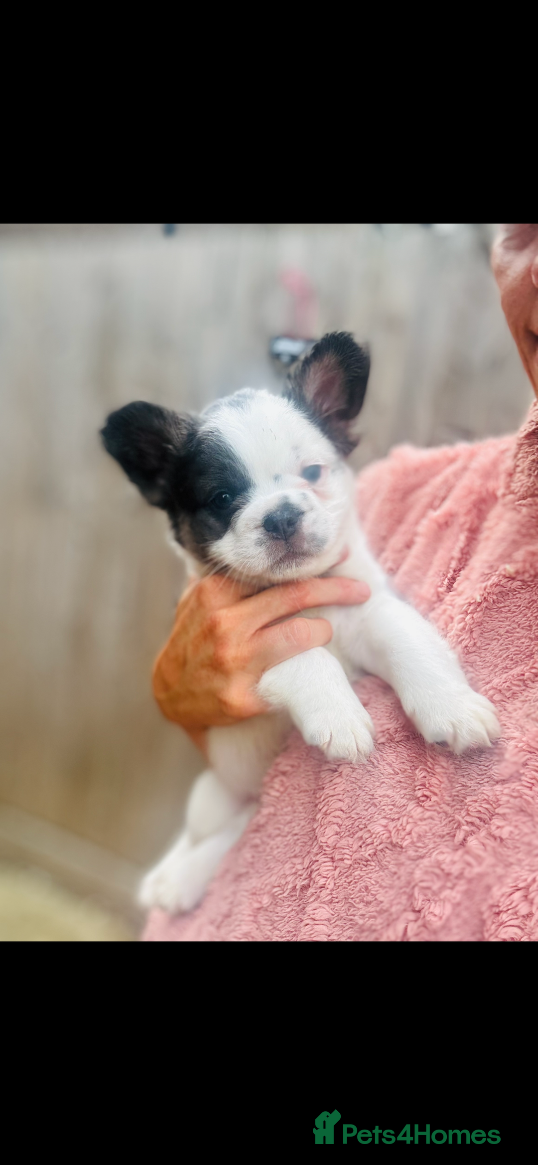 French Bulldog dogs for sale: Full Fluffy KC French bulldog Pupps 2 boys 1 girl  - Image 5