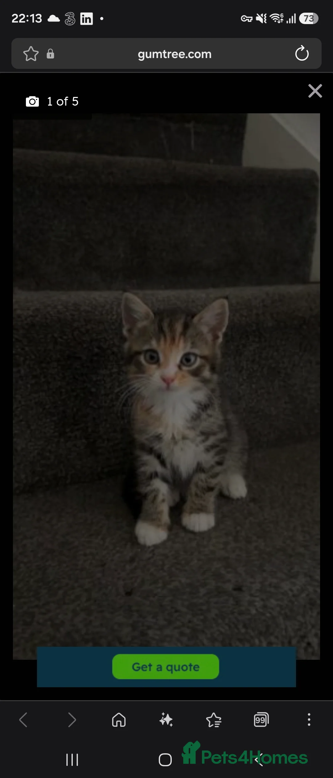 Mixed Breed cats for sale: Tabby Kitten - Advert 2