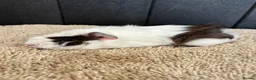 Guinea Pig rodents for sale: Stunning baby guinea pigs  - Advert 23