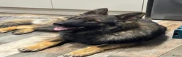 German Shepherd dogs for stud: German shepherd stud  - Advert 4