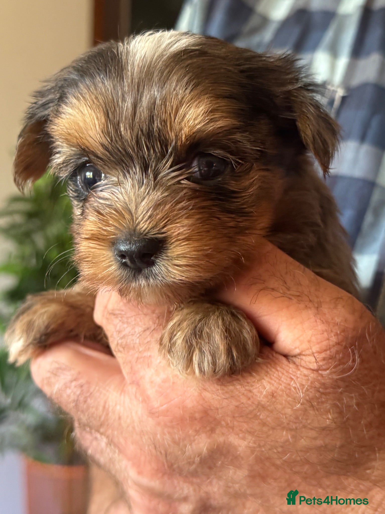 Yorkshire Terrier dogs Super Health tested Ocean Pearl /coloured Yorkies  - Advert 2