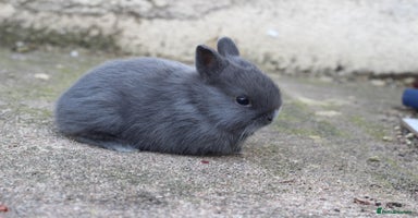 Netherland Dwarf rabbits - Advert 4