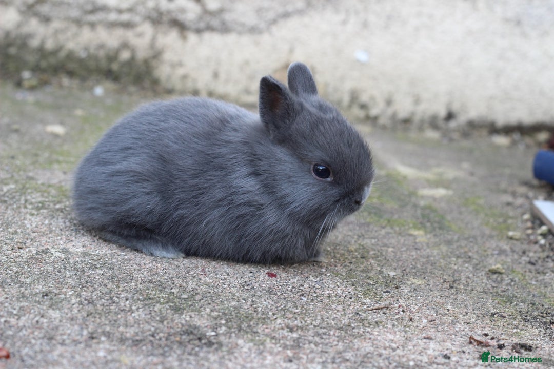 Netherland Dwarf rabbits for sale: Rare Colour purebred Netherland Dwarf  - Image 1