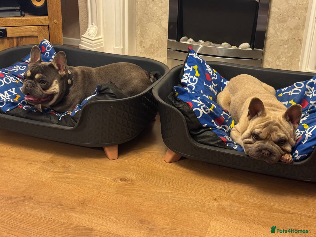French Bulldog dogs for sale: 2 French Bulldogs (brothers) - Image 9