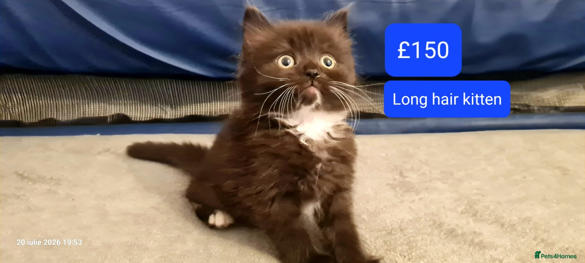 Mixed Breed cats Beautiful Mixed Breed Kittens - Advert 2