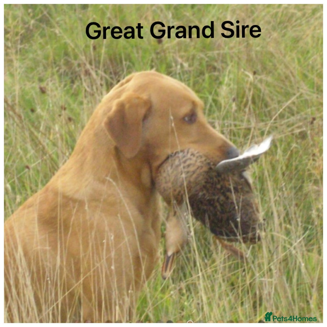 Labrador Retriever dogs for sale: Stunning KC pups,health tested parents&great lines - Advert 21