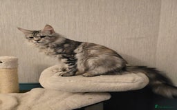 Maine Coon cats for sale: Maine Coon Black Silver Russian Lines - Image 16