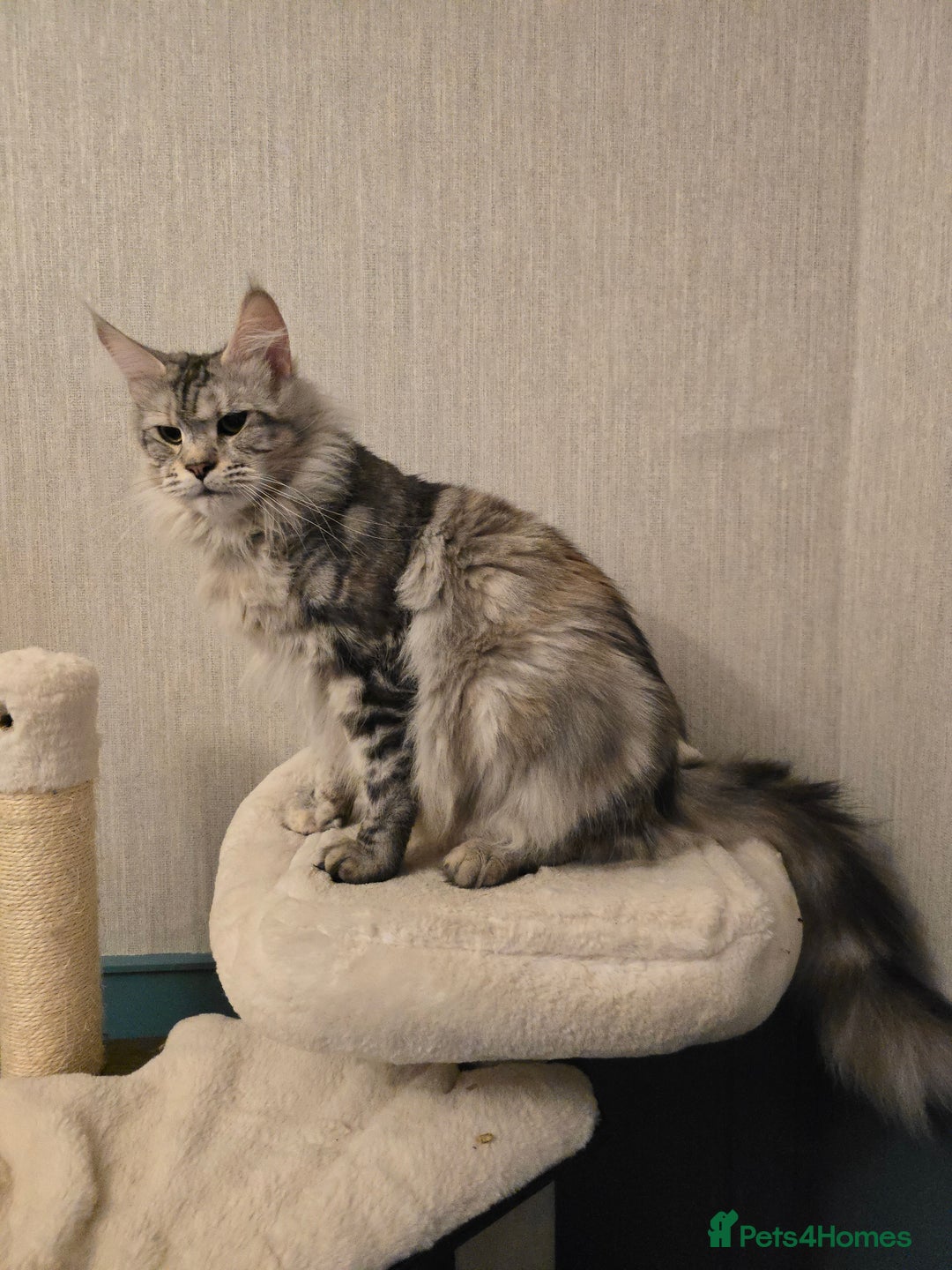 Maine Coon cats for sale: Maine Coon Black Silver Russian Lines - Image 16