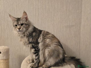 Maine Coon cats - Advert 11