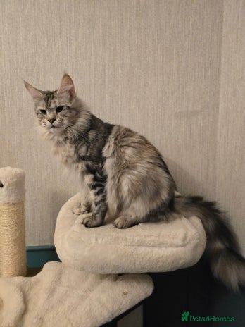 Maine Coon cats - Advert 4