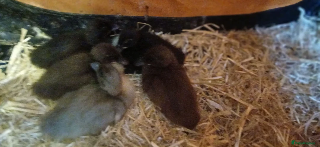 Ducks poultry for sale: Mixed bacth of Indian Runner  - Advert 1