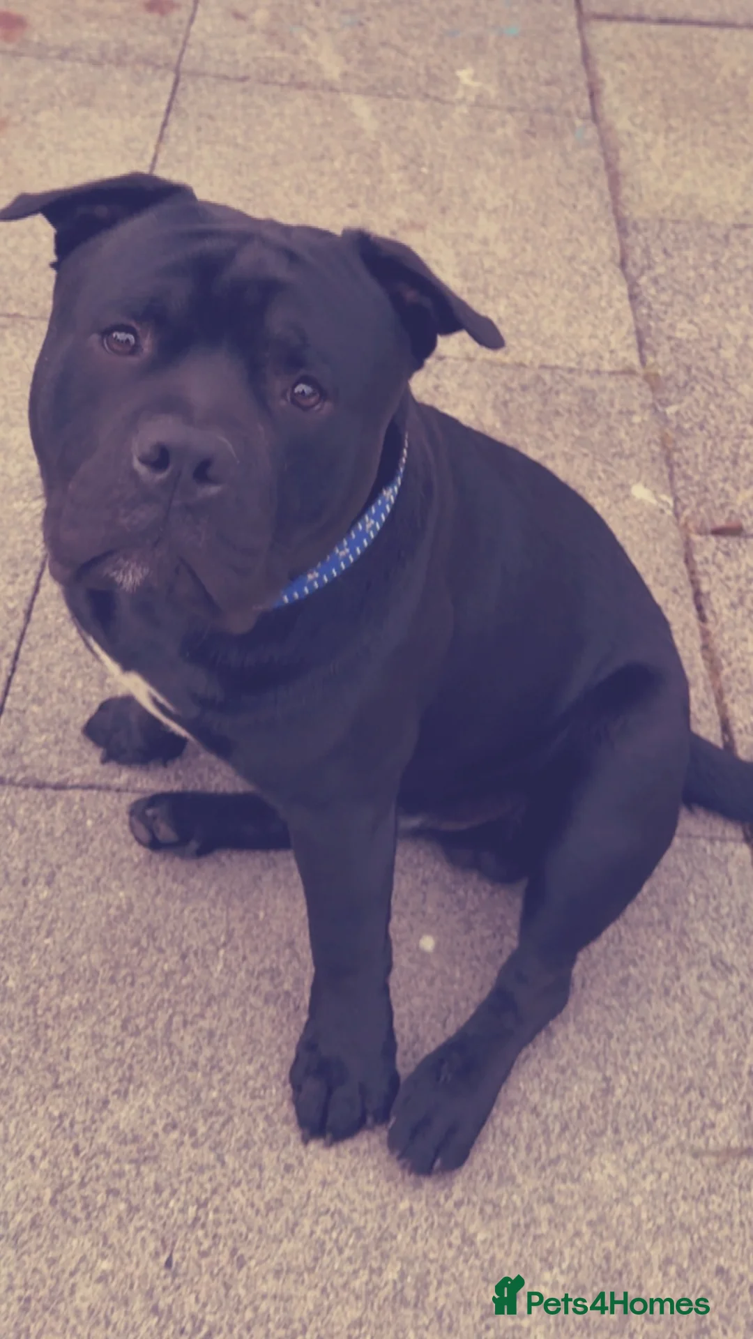 Staffordshire Bull Terrier dogs for sale: For sale  in Barrow-in-Furness - Advert 2