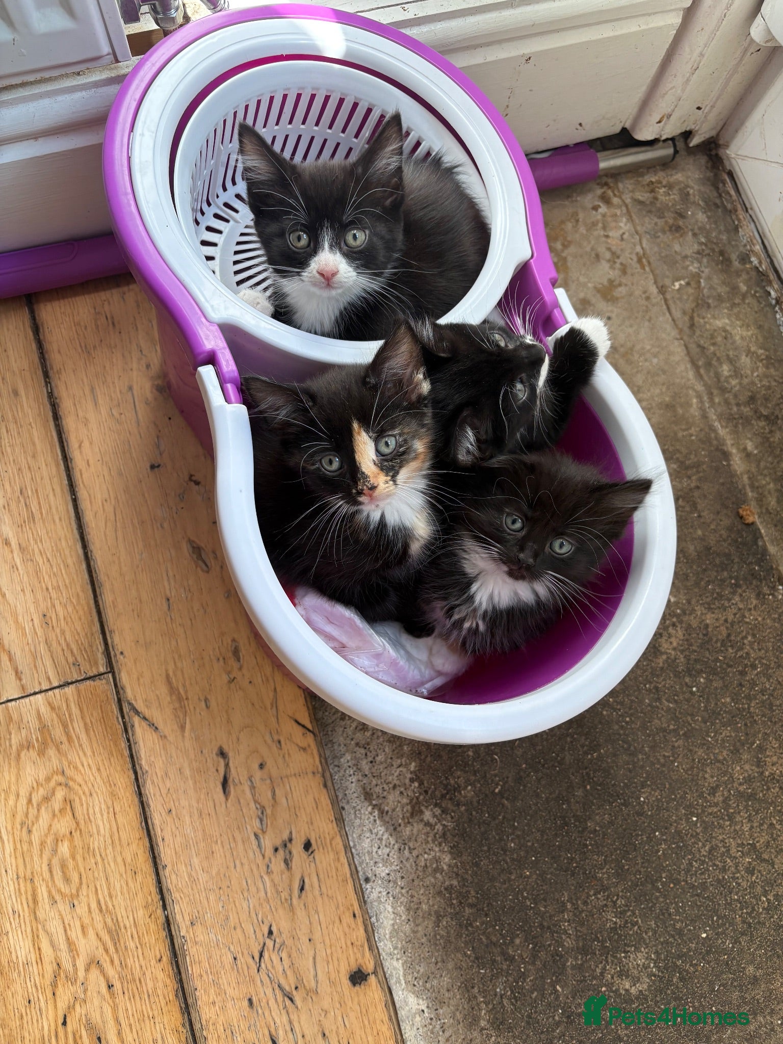 Domestic Shorthair cats Very cute kittens  - Advert 1